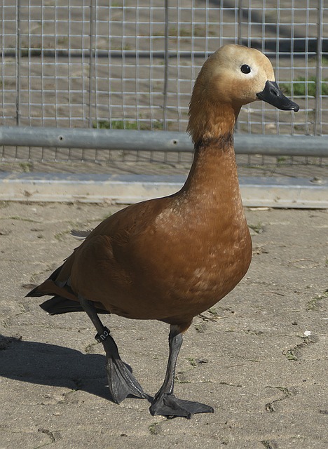 他们在防守