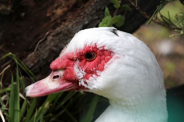 瞩目的足球 瞩目的足球